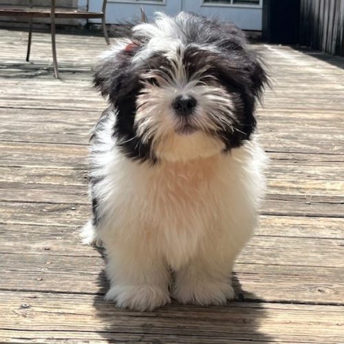 1 oreo