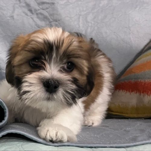 julypup 2