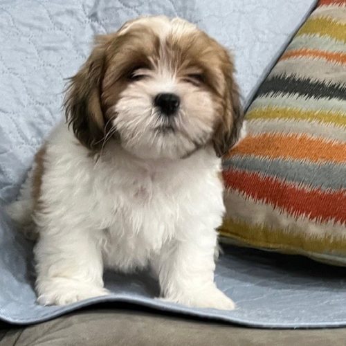 julypup 4a