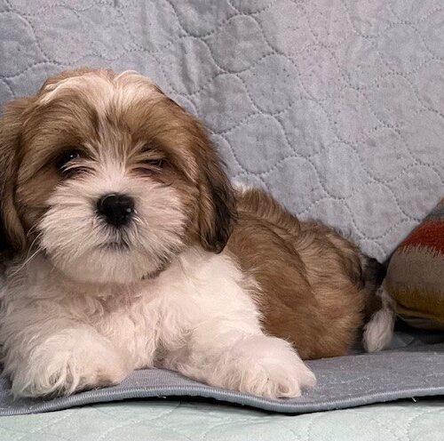 julypup 4b