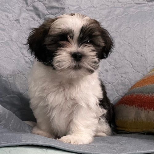 julypup 6