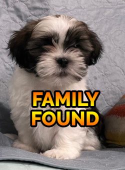julypup-6found