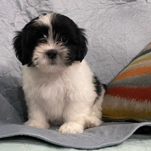 julypup1a