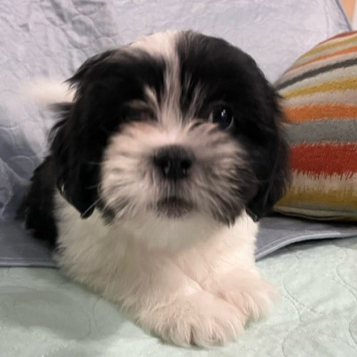 julypup1b