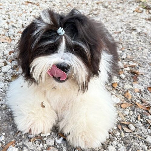 oreo 2