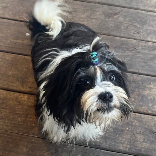 oreo 4
