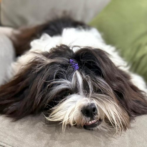 oreo b