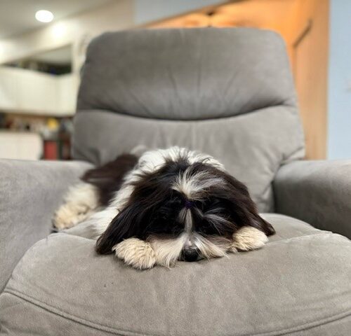 oreo dec