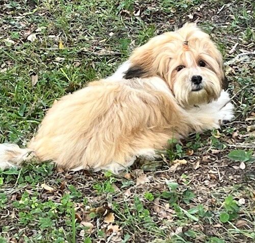 otis