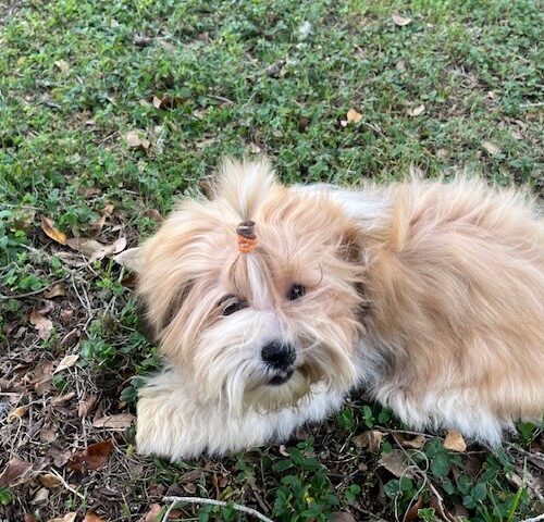 otis2