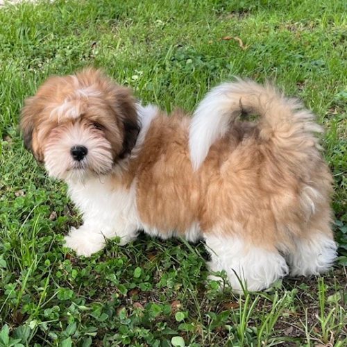 pup 4