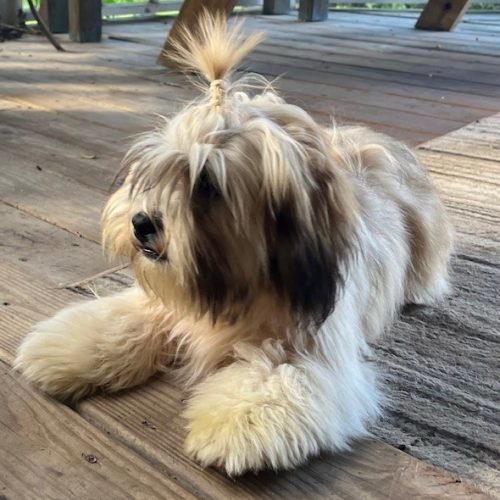 toby