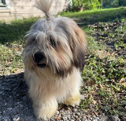 toby2